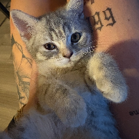 Photo of Candy  (British Shorthair)