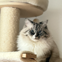 Photo of Cheetah (Ragdoll)