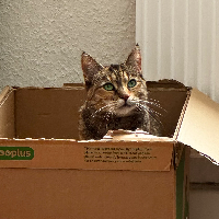 Photo of Loki (Moggy)