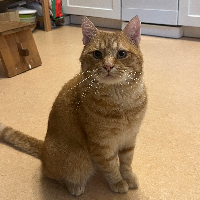 Photo of Brutus (Other)