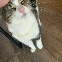 Photo of Blossom (Tabby)