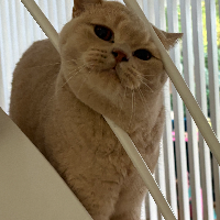 Photo of Frippe (British Shorthair)