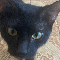 Photo of Sally (Moggy)