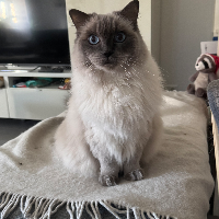 Photo of Leyla (Ragdoll)