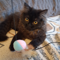 Photo of & Jackie♥ So klein und süüüüß (Persian)