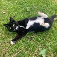 Photo of Olive (British Shorthair)