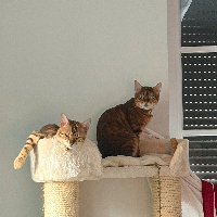 Photo of Jia & Soomin (Bengal)