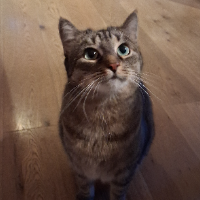 Photo of Geschwister Zelda ♥  (Tabby)