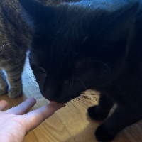 Photo of Nox  (Other)