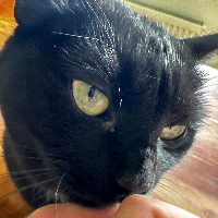 Photo of Noir (Other)