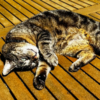 Photo of Nala (Tabby)