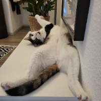 Photo of Kovu (Moggy)