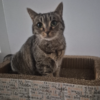 Photo of Meggy (Tabby)