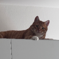 Photo of Loki (Other)