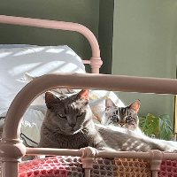 Photo of Duke (and Bertie) (Devon Rex)