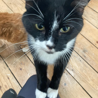 Photo of Toby (British Shorthair)