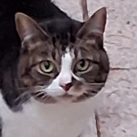 Photo of Die sprechende Ziwa ♥ wieder (British Shorthair)