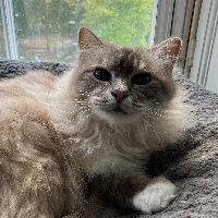 Photo of Astrophy (Birman)