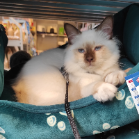 Photo of Floki (Other)