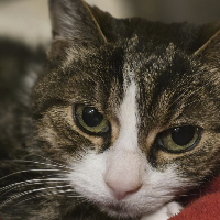 Photo of Miss Marple (Other)