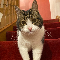 Photo of Fizzle (Moggy)