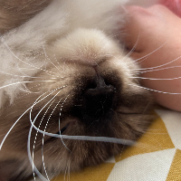 Photo of Berlioz (Ragdoll)