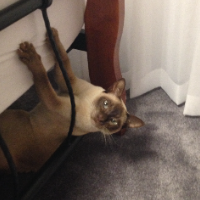 Photo of Kida (Other)