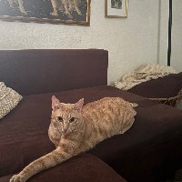 Photo of Nacho  (Other)