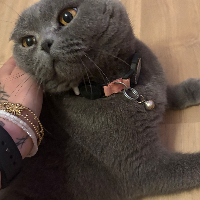 Photo of Lexi (British Shorthair)