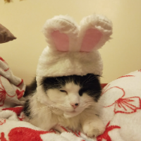 Photo of Jack (Persian)