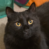 Photo of Houdini (Moggy)