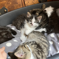 Photo of Lottie and her kittens (Other)