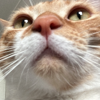 Photo of Lupin (Other)