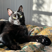 Photo of Salem (Moggy)