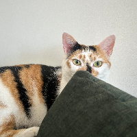 Photo of Ciri (Moggy)