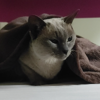 Photo of Ava (Burmese)