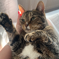 Photo of Plum (Tabby)