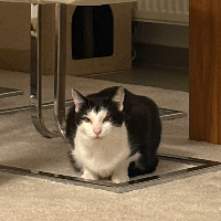 Photo of Juno  (Other)