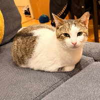 Photo of Macho (Other)