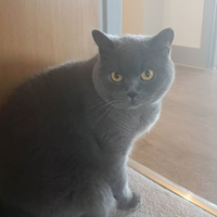 Photo of Frank (British Shorthair)