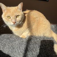 Photo of Nala (Other)