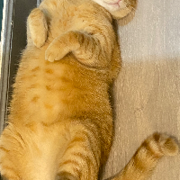Photo of Lior (Moggy)