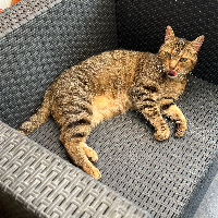 Photo of Kekko (Tabby)