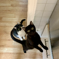 Photo of Spiky & Boris (Moggy)