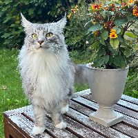 Photo of Suki (Other)