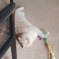 Photo of Charly (British Shorthair)