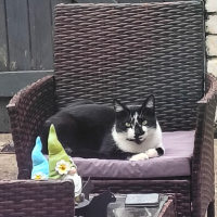 Photo of Virgil  (British Shorthair)