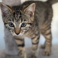 Photo of Kitren (Moggy)