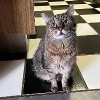 Photo of Charlie (Other)