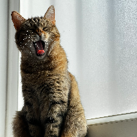 Photo of Asuna (Tabby)